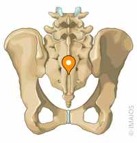 日本ペインクリニック学会