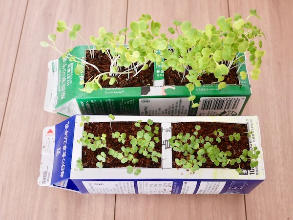 ペットボトルプランターの作り方徹底解説TikTok