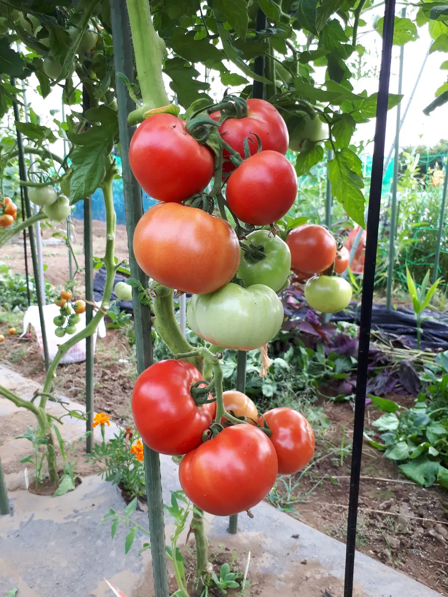 ミニトマトの育て方プランター栽培の方法も詳しく解説 – 自然暮らし