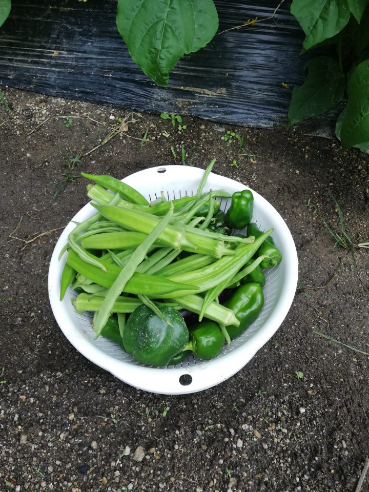 コンパニオンプランツと混植！オクラの栽培方法マイホームの予定表