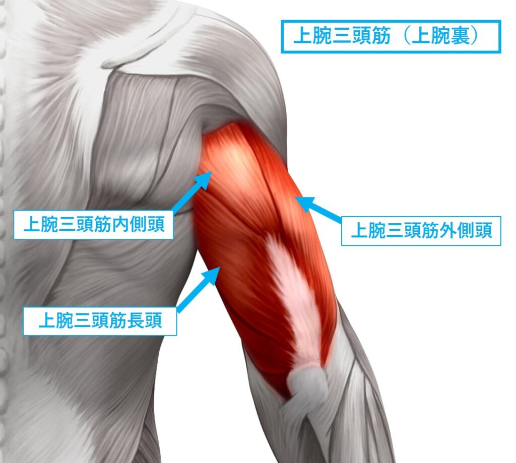 胸と三頭筋を鍛えるディップスの動作説明オルソフィット24 茨木茨木市の24時間フィットネス・スポーツジム