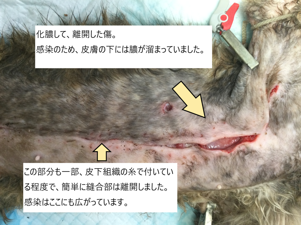 去勢後の傷口 - 健康管理 去勢&避妊