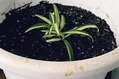 オリヅルランの育て方 ランナーの挿し芽で増やす情熱庭園