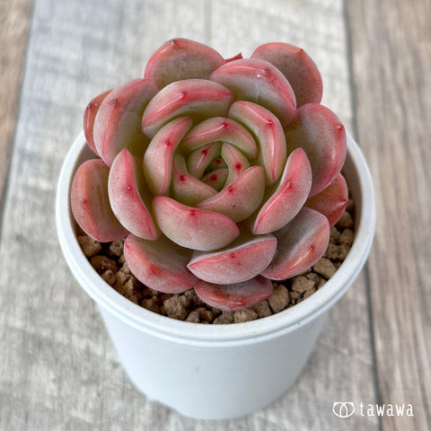 119,582 多年生植物 Stock Photos, High-Res Pictures, and Images - Getty Images