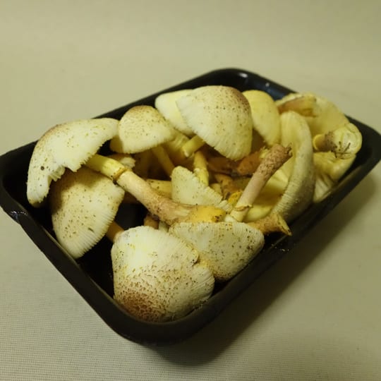 パキラの土に生えてきた黄色いキノコ たぶんコガネキヌカラカサタケ？ の- Yahoo!知恵袋