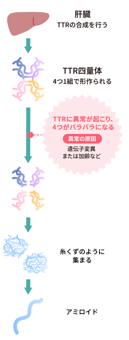 パチニ小体 - Wikipedia