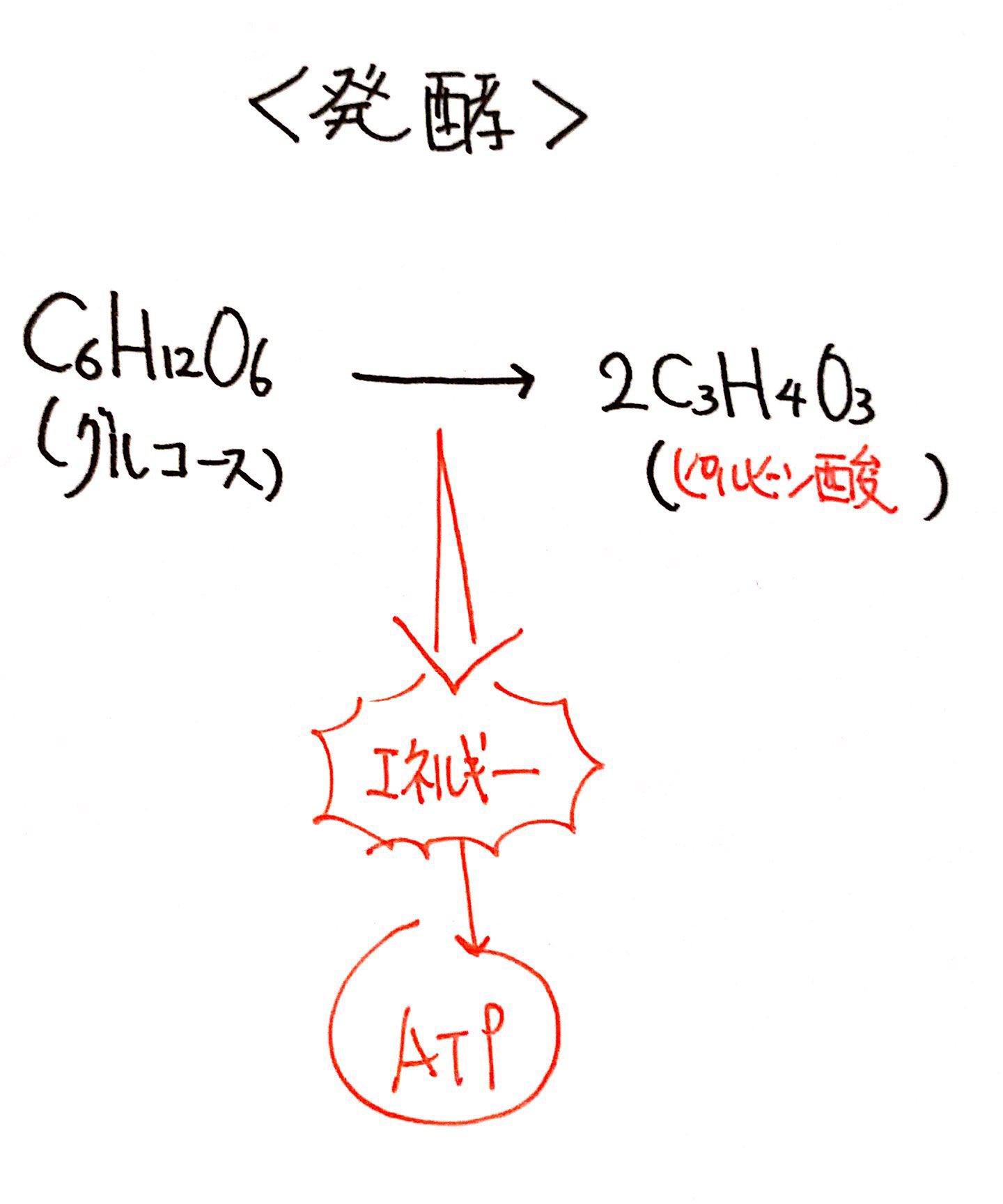 簡単！発酵食品の手作りレシピ『ゴーヤのピクルス』の作り方。「酢を使う方法＆使わずに乳酸発酵させる方法」の2バージョンをご紹介します！！ – 発酵 アヴァンギャルド