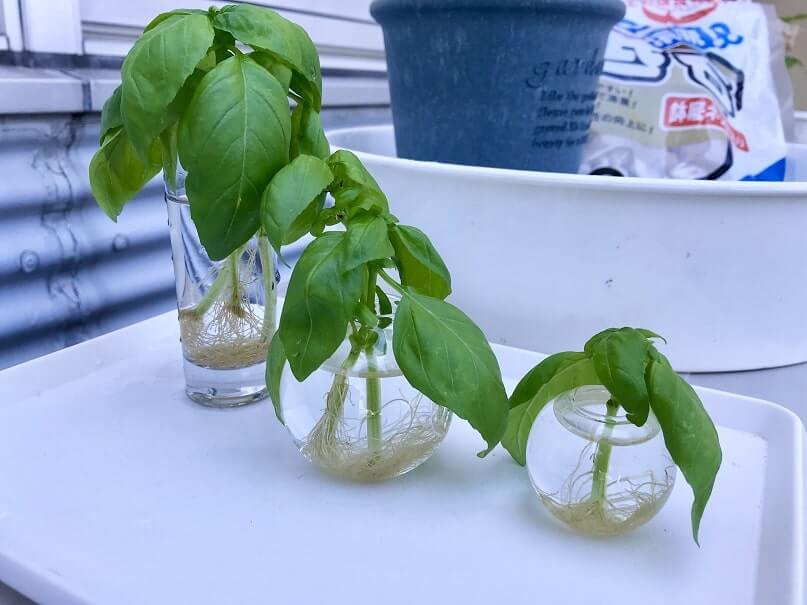 種問題 ガーデニング 栽培キット 水耕栽培 おしゃれ ハーブ ミント バジル イタリアンパセリ 名入れ ガーデンプランツ : ココロを贈る名入れギフトOkulu - 通販 - Yahoo!ショッピング