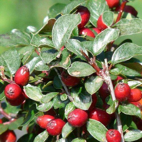 コトネアスター：グラウコフィラス5号ポット の通販園芸ネット