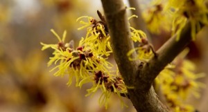 緑花ガイド川口緑化センター 樹里安 道の駅「川口・あんぎょう」