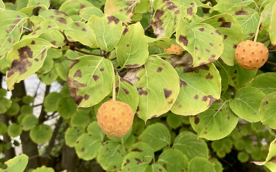 巨大な柚子 - 宝塚市のパーキンソン病等の神経難病が専門の介護付有料老人ホーム「オリーブ・宝塚」ブログ