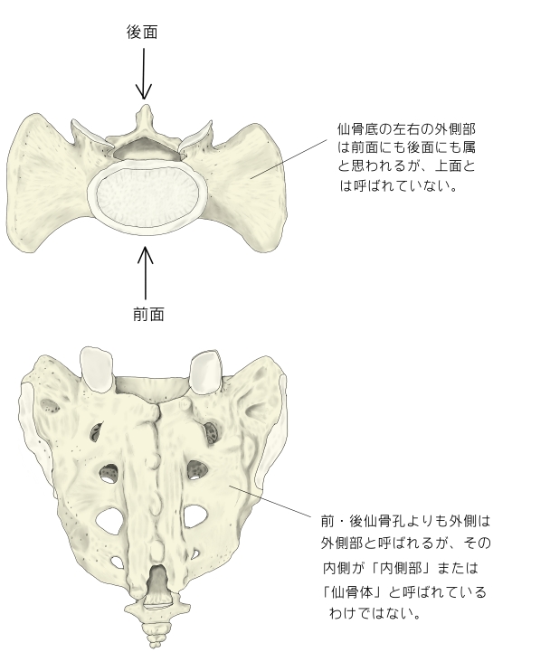 仙骨孔の同定方法 単純XP日常損傷病学