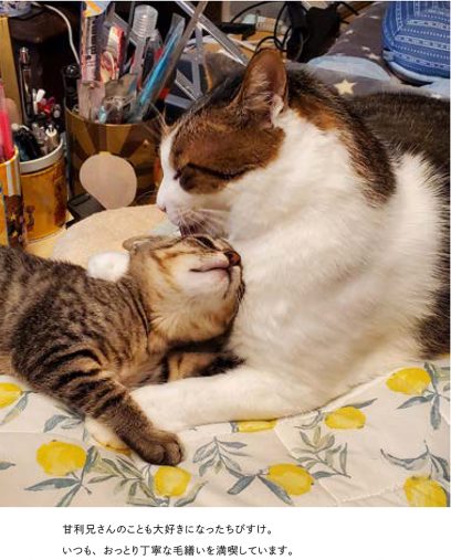 猫のグルーミングでわかる上下関係と仲良しサイン茶太郎とリマの関係性を解説