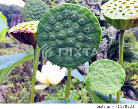 蓮コラ・トライポフォビアの落とし穴