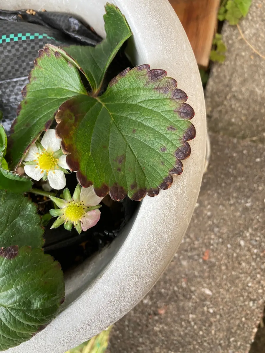 大切に育てているいちごの葉の縁が枯れてきてしまいました。花 園芸相談Q＆Aみんなの趣味の園芸