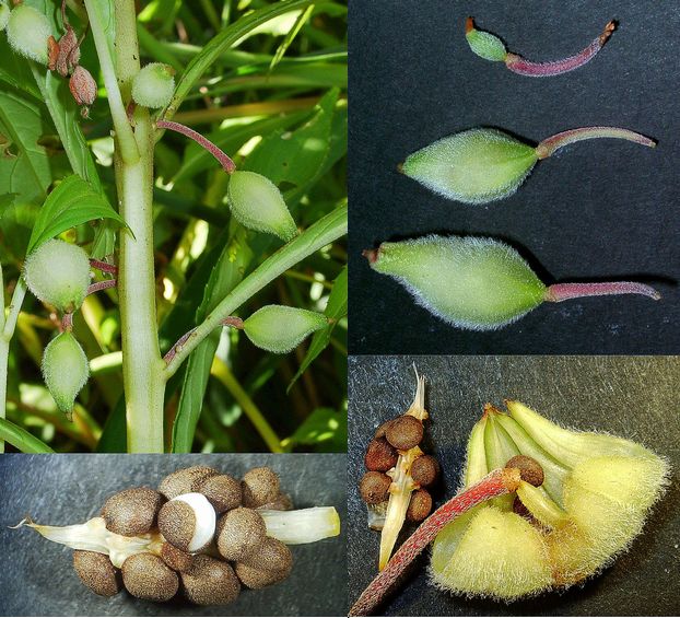 ホウセンカ旬のもの暦生活日本の季節を楽しむ暮らし