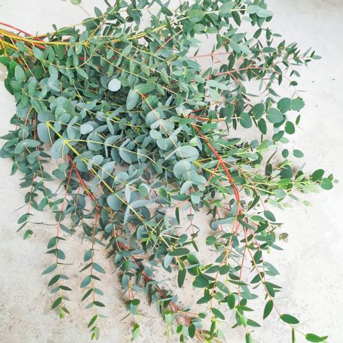 ユーカリプタススプレー 330ml オーブスEucalyptus Spray 除菌・消臭＆お掃除が一緒にできる健康ストア健友館