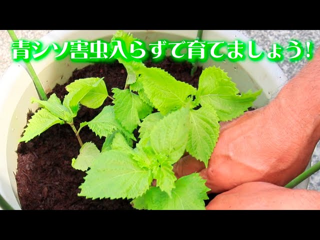 家庭菜園のシソ畑でバッタが葉っぱ全部を決して食べ尽くさない、その謎が解けた逗子ぐらしのち葉山ごもり