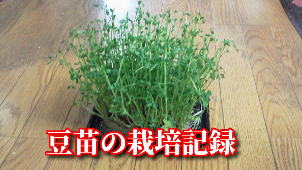 Amazonグリーンフィールド 豆苗 ピーシュート 小袋有機種子 A315野菜