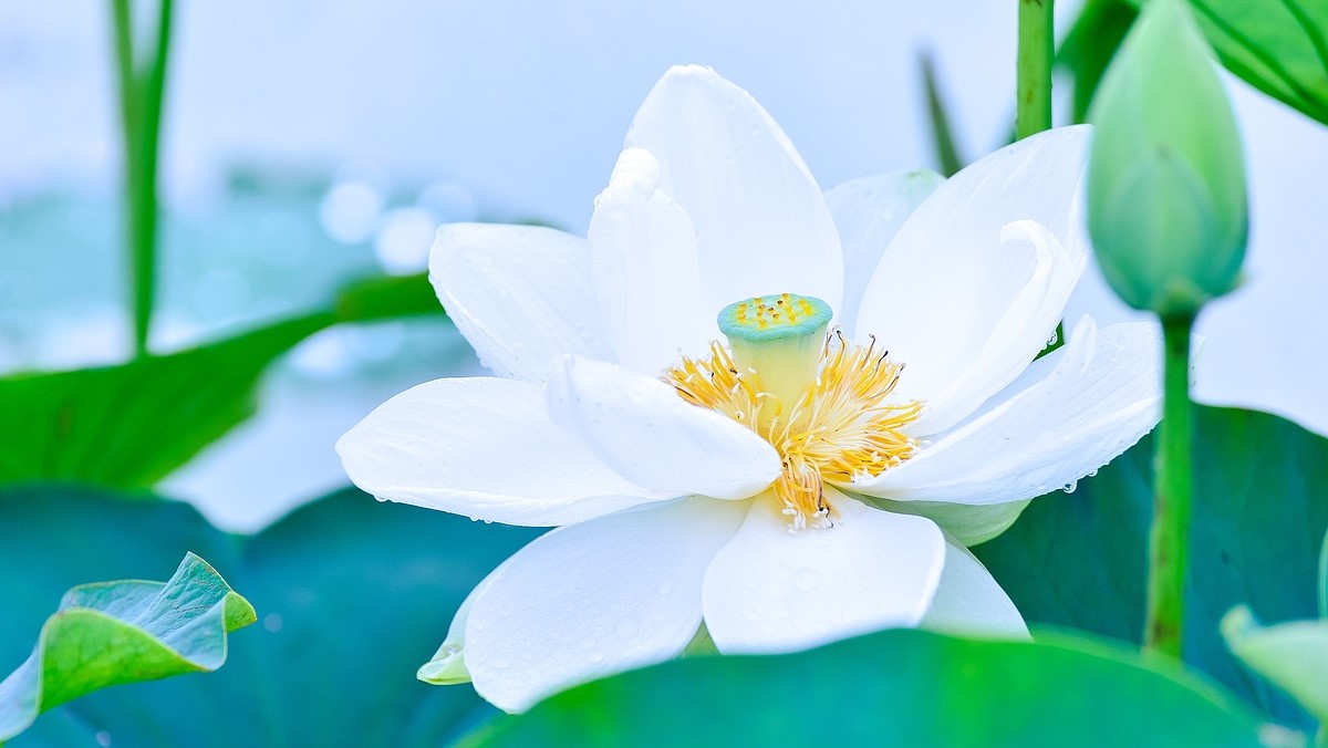 簡単！蓮の花のイラスト フリーハンド曼荼羅アート下絵の描き方幸運を呼ぶ曼荼羅アート教室