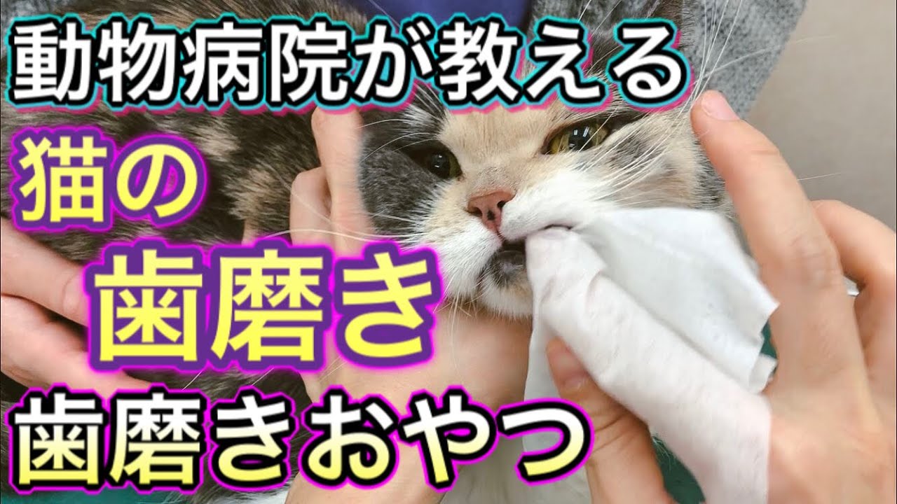 猫に歯磨きは必要？歯磨きしないとどうなる？│ペット保険の FPC