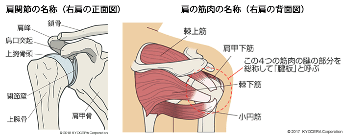 外側上顆炎 ひじの痛み・テニス肘いしがみ整形外科川越市