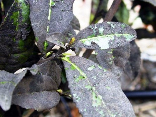 ガーデニングをするなら知っておきたい「すす病」！ 原因や治療方法は？GardenStoryガーデンストーリー