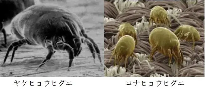 ダニの生態と防除株式会社リウシス - ITで清掃を変える