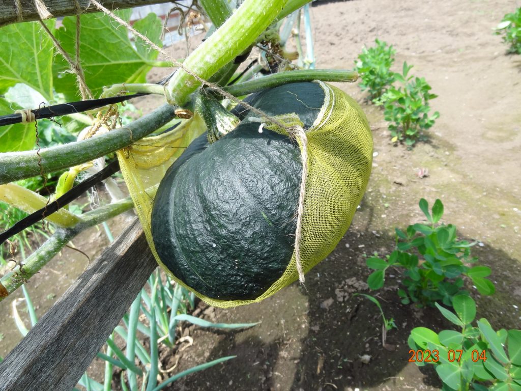 かぼちゃのうどんこ病に効く農薬について農家web