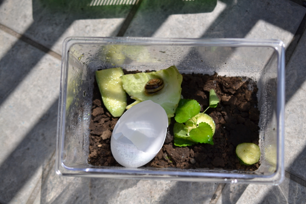 誰か赤ちゃんカタツムリの育て方についてアドバイスをくれませんか？うちのカタツムリの卵が孵化したんだけど、何から始めたらいいのか分からなくて。 :r snails