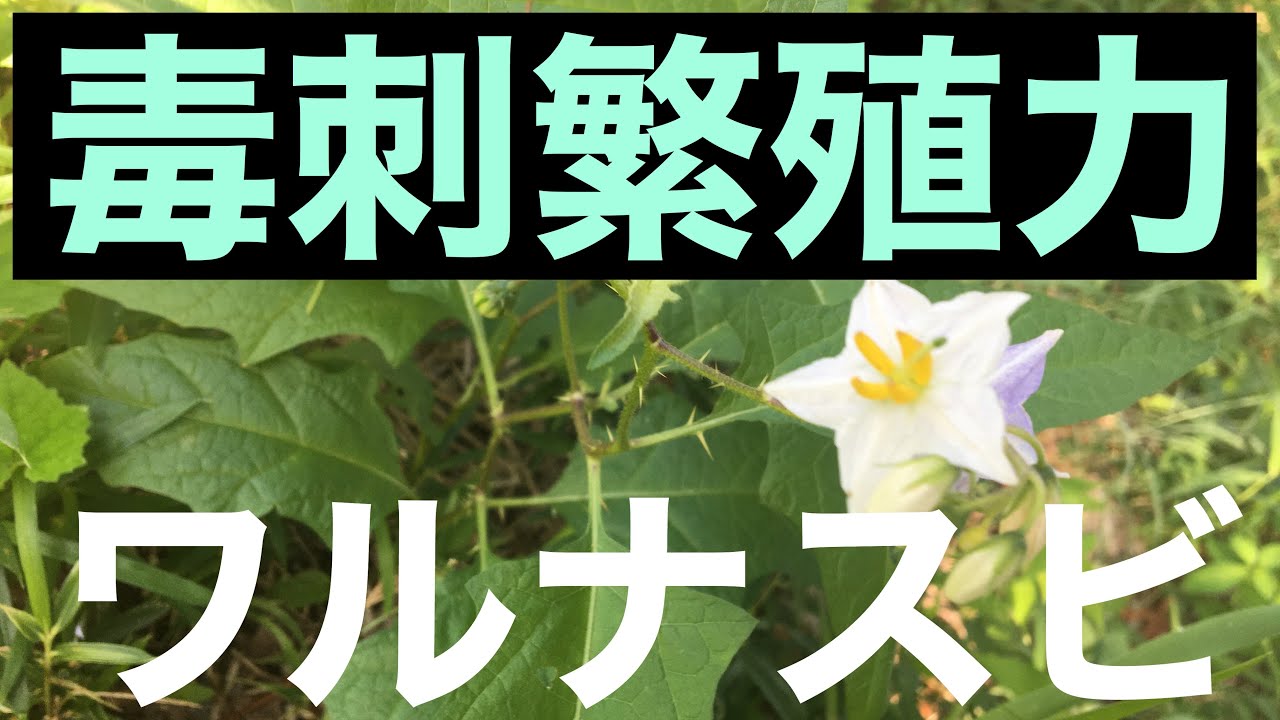ワルナスビSolanum carolinenseかぎけん花図鑑