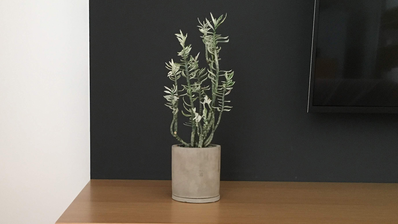 ギンリュウ ダイギンリュウ ペディランサス の育て方