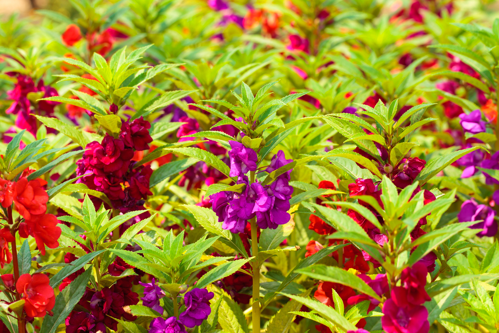 ホウセンカ - 植物ずかんWebずかん