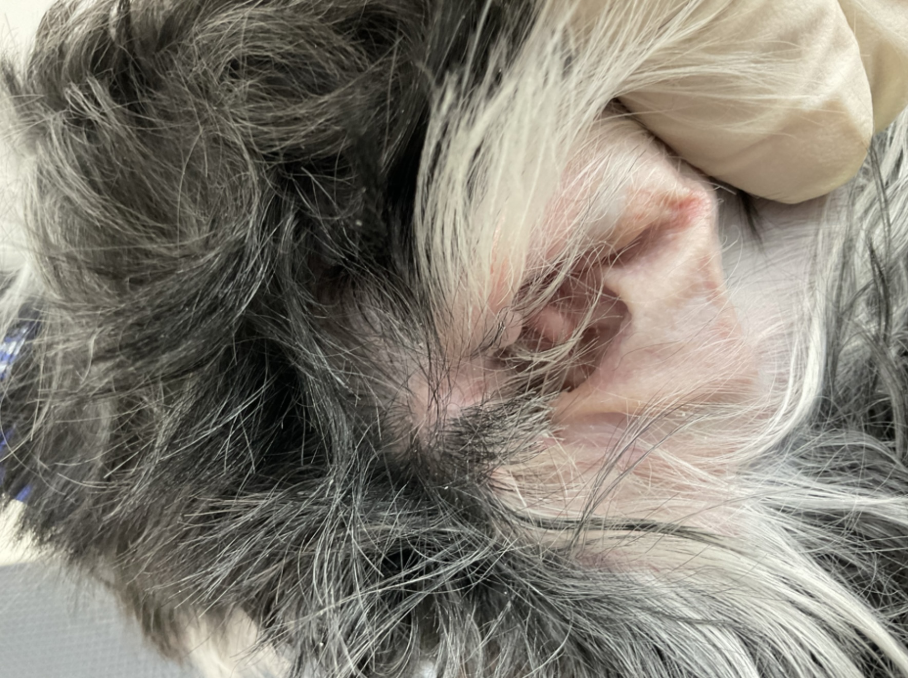 緑膿菌をだまし討ち！ 鉄分の供給遮断による新規緑膿菌増殖阻害法の開発に成功ハイライト論文名古屋大学 学術研究・産学官連携推進本部