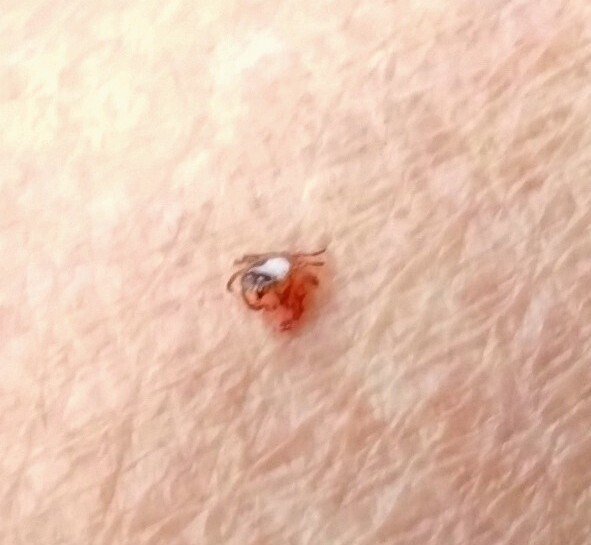 春にクマを追う 後篇 追って巻いて、追って撒かれる。 - マンホールを閉じる人