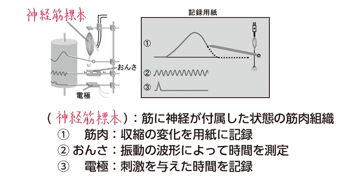 再生発生学研究室横浜市立大学 理学部 理学科 生命環境グループ