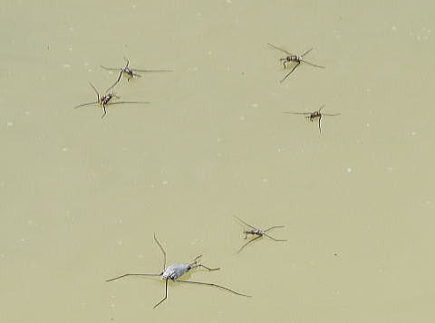 ミズスマシ科 - Wikipedia