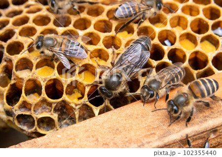 ニホンミツバチの女王蜂の生態、一生