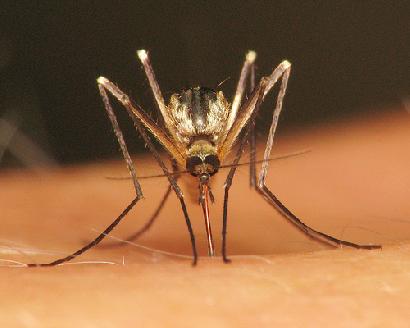 これはハエ？ アブ？ 蚊？ それとも間違われやすいハエ類の見分け方記事カテゴリBuNa - Bun-ichi Nature WebMagazine 文一総合出版