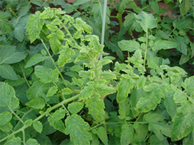 タバココナジラミ対策 - イケックス「養液栽培肥料・資材とハウス機器の販売」