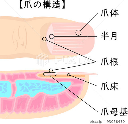 井穴ケイケツ・指先の血流と血行を良くする〜爪のピンクの部分を伸ばす為の３つのポイント ３大阪吹田豊中箕面茨木北摂地域の深爪専門ネイルサロン Smile nico スマイルニコ
