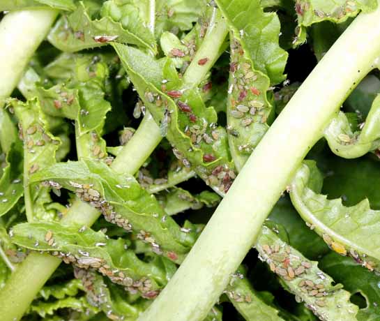 りんごのスモモヒメシンクイ 新寄主