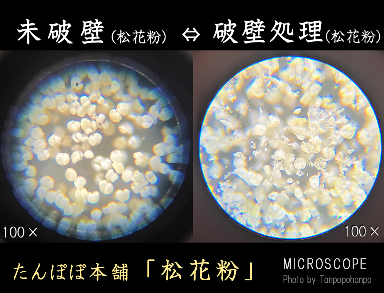 マツの花の構造と特徴 - Genspark