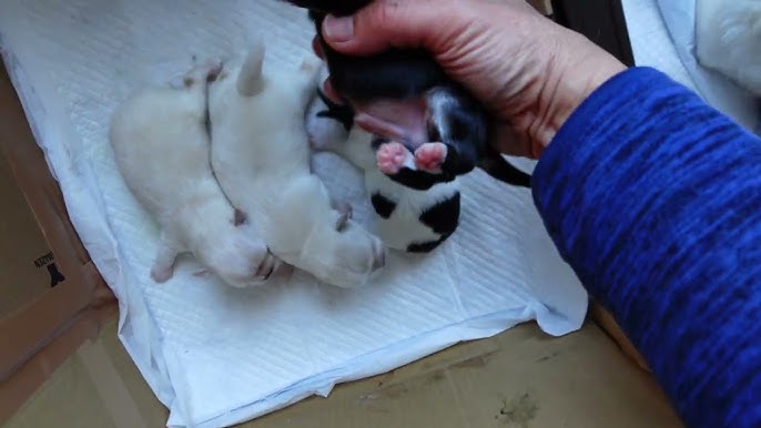 京美 へその緒ケース 臍の緒入れ 防腐剤入り ちりめん犬張子ケース付き 全6色 本桐素材 日本製 男女兼用 : お宮参り着物と七五三の店 京美 -通販 - Yahoo!ショッピング