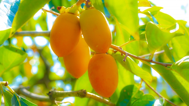 硬い柿を1分で完熟に♡デザートにホット柿