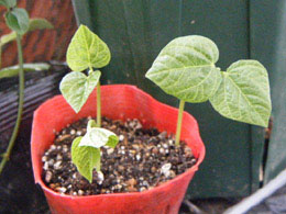 小豆の栽培を徹底解説！育て方は難しい？種まきの時期や方法は？HORTI by GreenSnap