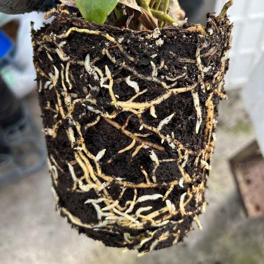 観葉植物の植え替え手順適切な時期と正しいやり方を初心者向けに解説コーナンTips