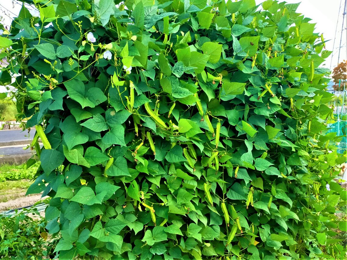 大収穫&家庭菜園 プランター グリーンカーテン◆シカクマメ四角豆種子 うりずん豆