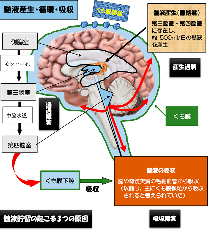 動画あり 翼口蓋窩とは？解剖や場所を図・CT画像で解説